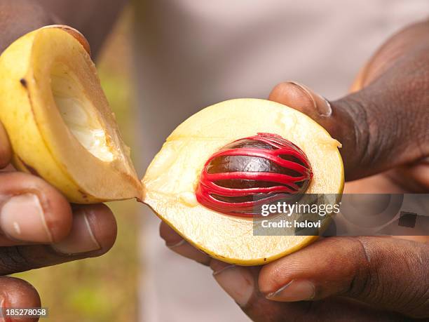 fingers each hold half of an open nutmeg with seed showing - african nutmeg stockfoto's en -beelden