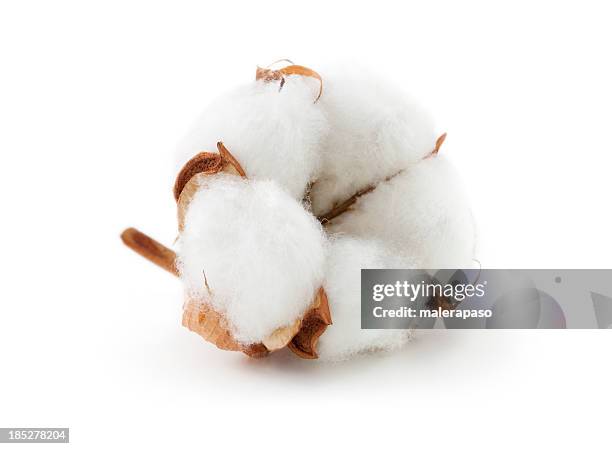 cotton boll - cottonfield stock pictures, royalty-free photos & images