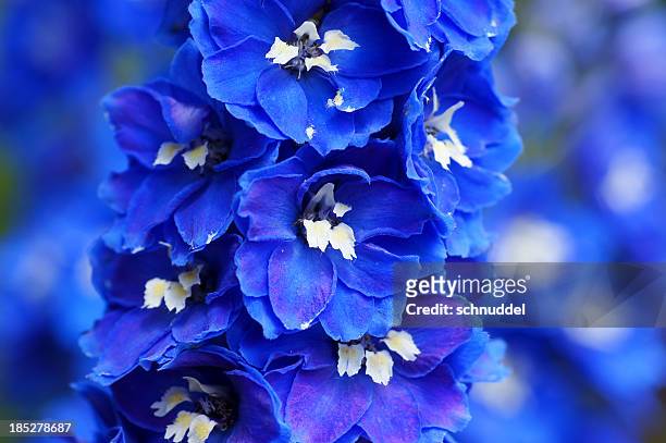 close up of blue delphinium flowers with blurred background - delphinium stock pictures, royalty-free photos & images