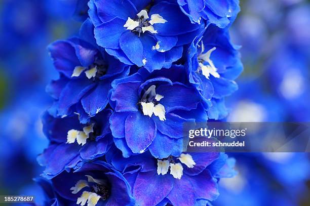 close up of blue delphinium flowers with blurred background - riddarsporresläktet bildbanksfoton och bilder