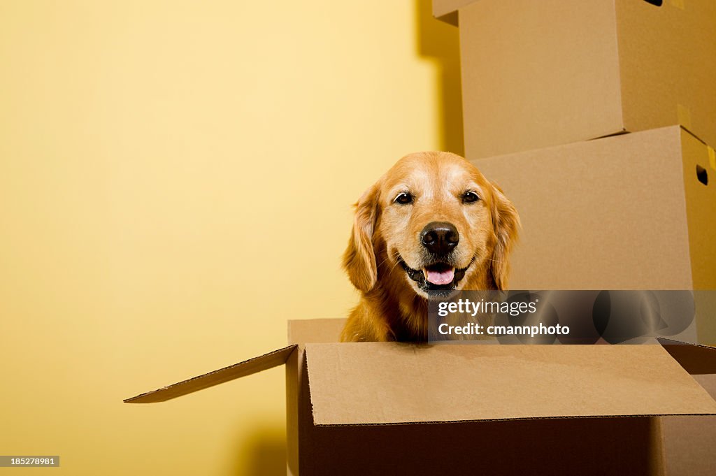 Moving - Happy Golden Retriever dog in cardboard box