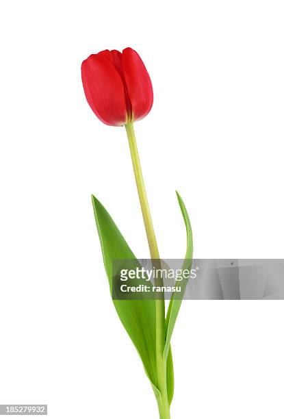 tulipe rouge sur de l'herbe - fleurs jaune rouge photos et images de collection