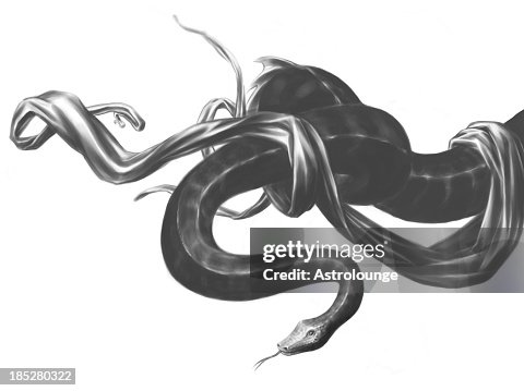 Snake Snake