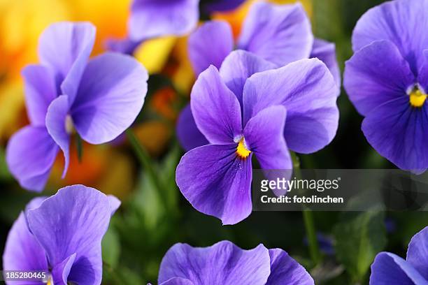 pansies - violales stock pictures, royalty-free photos & images