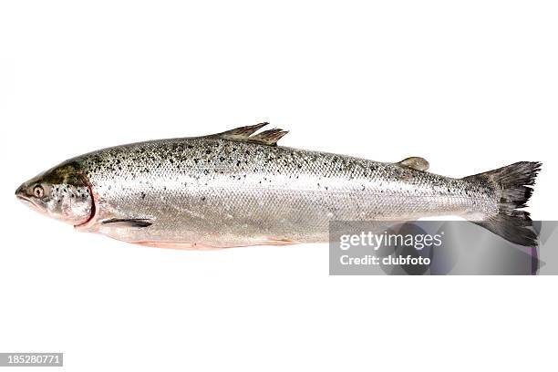 fresh whole salmon - geheel stockfoto's en -beelden