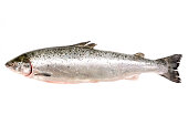 Fresh whole salmon