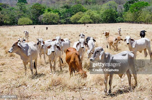 herd of young brahman cattle in a field - brahma cattle stock pictures, royalty-free photos & images