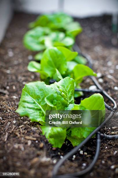 lettuce &amp; drip irrigation - irrigation equipment stockfoto's en -beelden