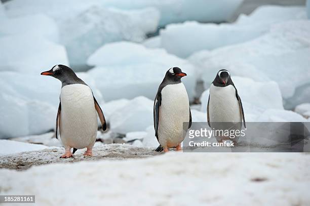 178 Cute Penguin Backgrounds Photos and Premium High Res Pictures - Getty  Images