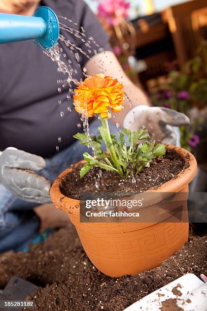 Flower Springling 129 Sprinkling Can Stock Photos, High-Res Pictures, and Images - Getty ...