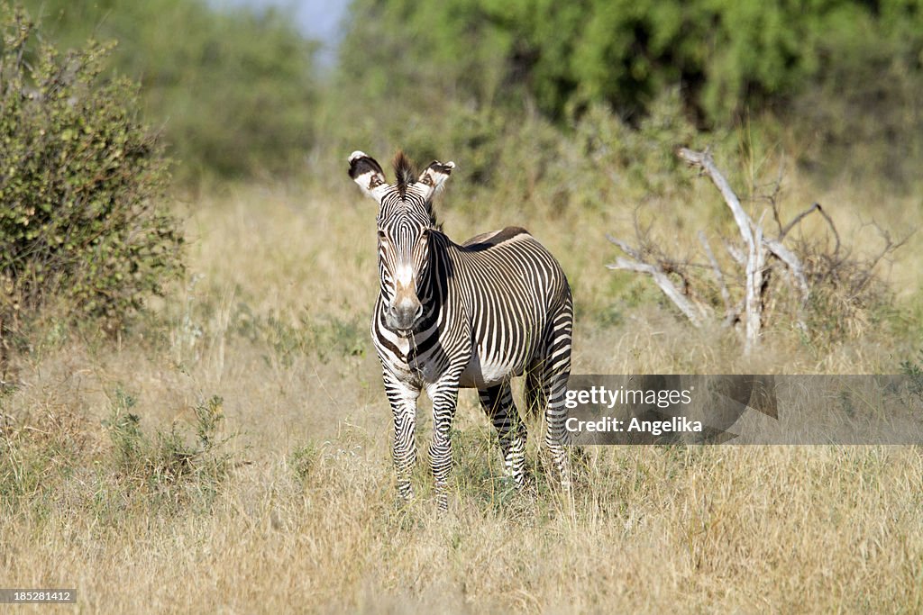 Grevy Zebra, Samburu National Park, Kenya