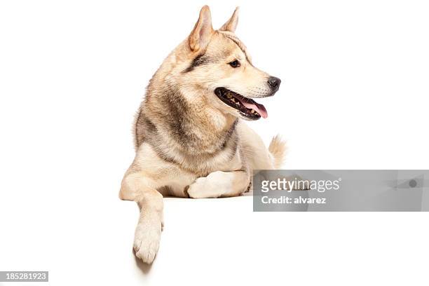 portrait of a greenland husky - eskimo dog stock pictures, royalty-free photos & images