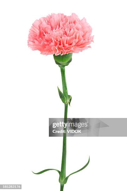 carnation. - carnation flower stock pictures, royalty-free photos & images