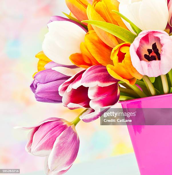 strauß rosa ostern tulpen im eimer für - tulips cat stock-fotos und bilder