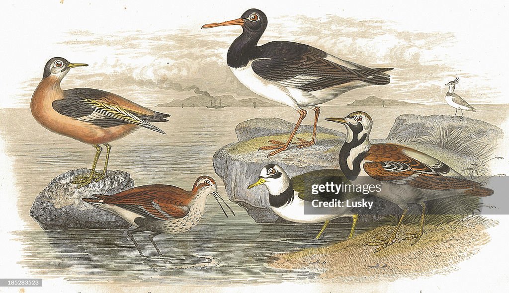 Wading birds Antique Lithograph from 1852