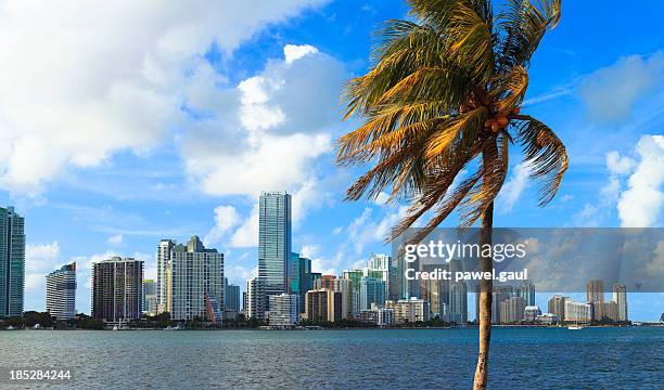 Miami Treee 321 Miami Skyline And Palm Tree Stock Photos, High-Res Pictures, and ...