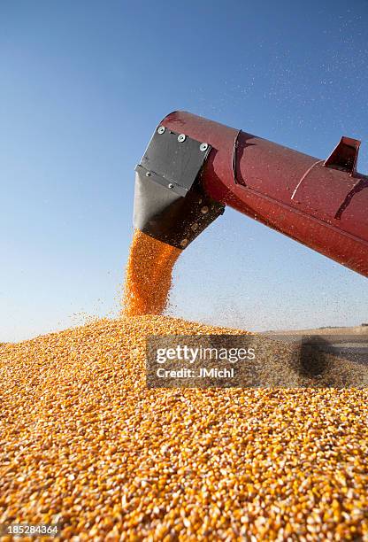 combine harvester transferring corn to grain trailer outside - maize harvest stock pictures, royalty-free photos & images