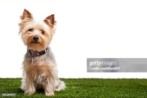 silky terrier - lap dog isolated stock pictures, royalty-free photos & images