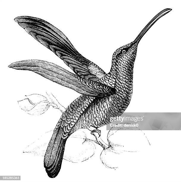 ilustrações, clipart, desenhos animados e ícones de lazuline sabrewing - hummingbird