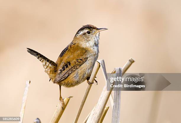 marsh wren perching on cattail stems - wren stock pictures, royalty-free photos & images