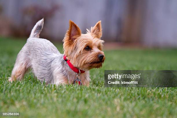 playful yorkshire terrier in yard - yorkshire terrier stock pictures, royalty-free photos & images