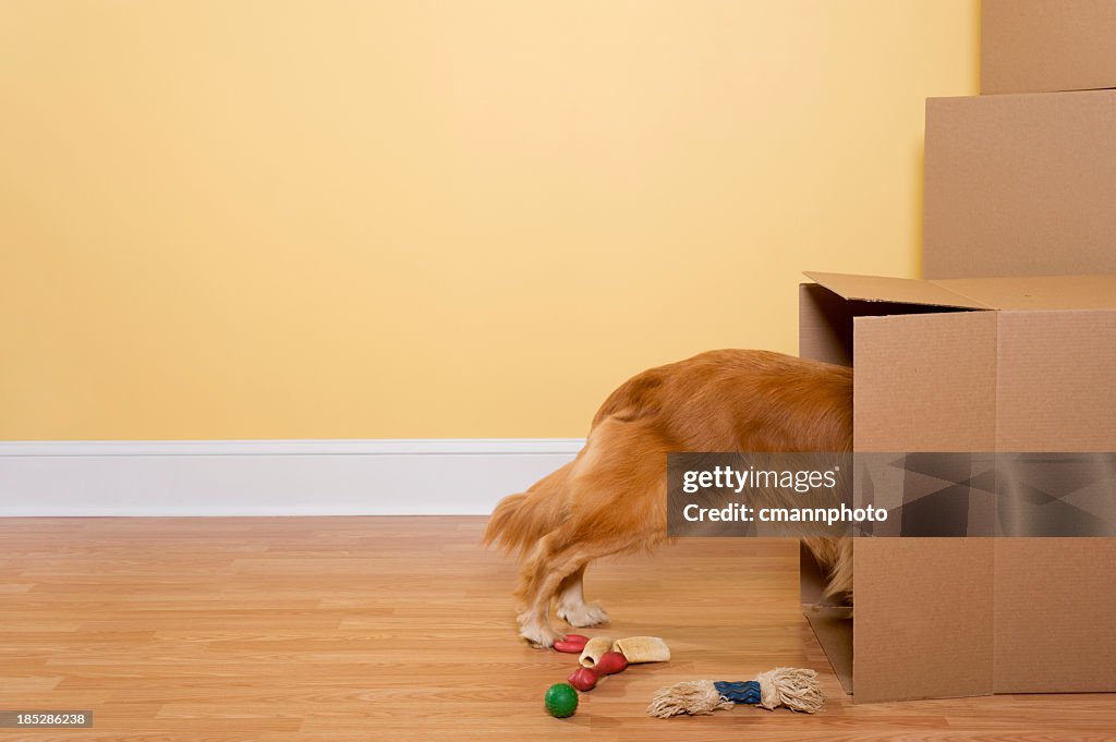 Dog Unpacking toys and bones from moving boxes in home