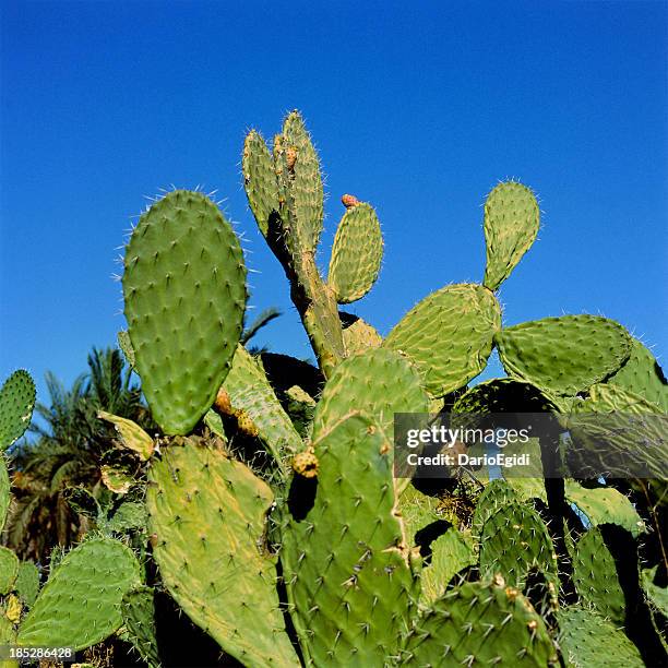 cactus kaktusfeige - fico d'india stock-fotos und bilder