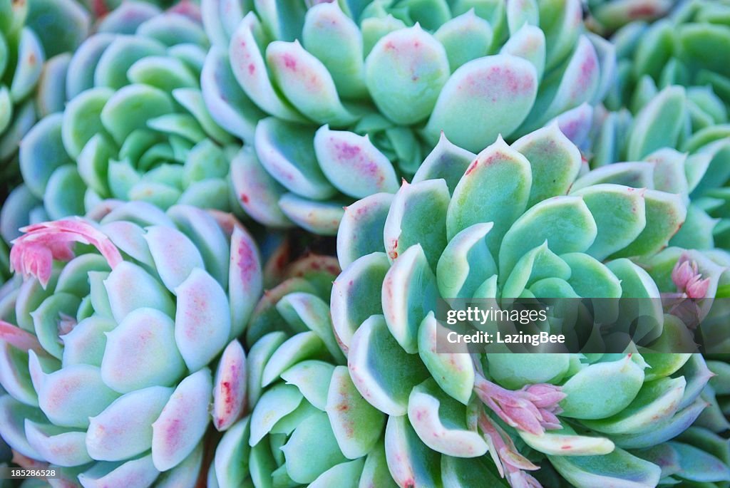 'Hens and Chicks' Succulent in soft focus