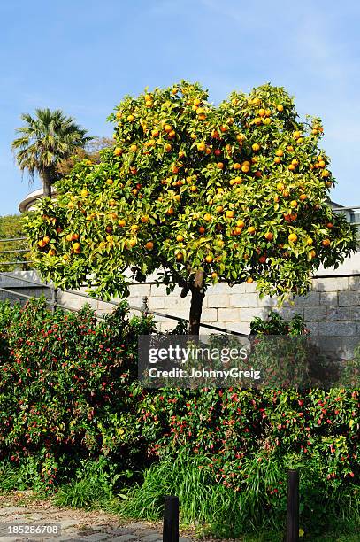 seville orange tree - seville orange stock pictures, royalty-free photos & images