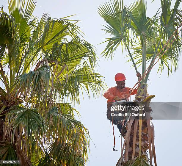 tree trimming - tree service stock pictures, royalty-free photos & images