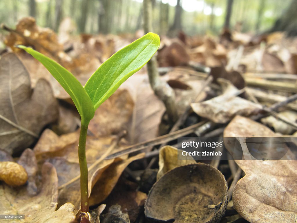 New life in the forest.