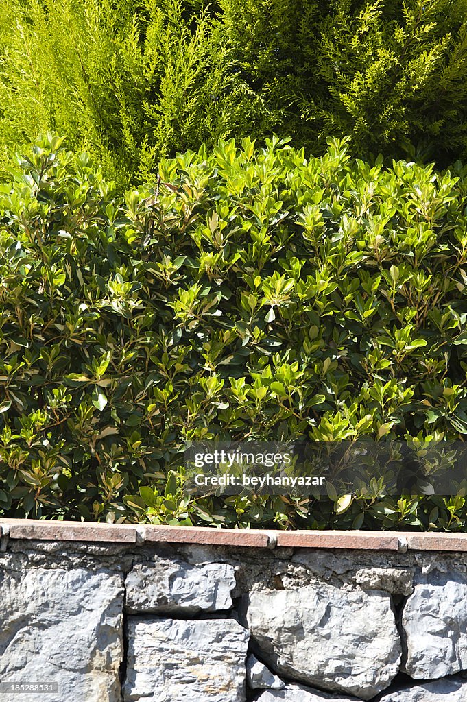 Fern growing over an old stone country wall.