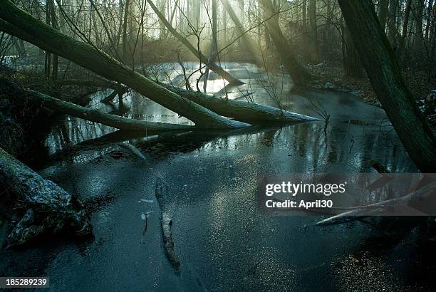 swamp and frost - bayou stock pictures, royalty-free photos & images