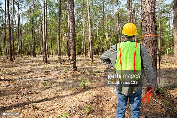 forester or builder marking trees with orange ribbon. - forestry stock pictures, royalty-free photos & images