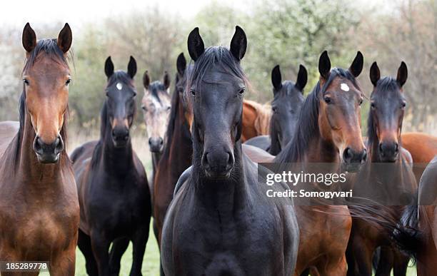 chevaux regarder la caméra - herd photos et images de collection