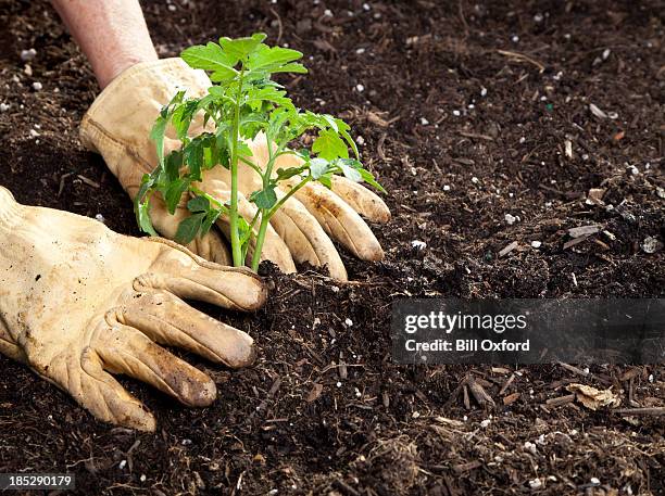 gardening - topsoil stock pictures, royalty-free photos & images