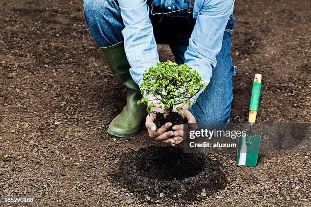 planter un arbre - arbre main photos et images de collection