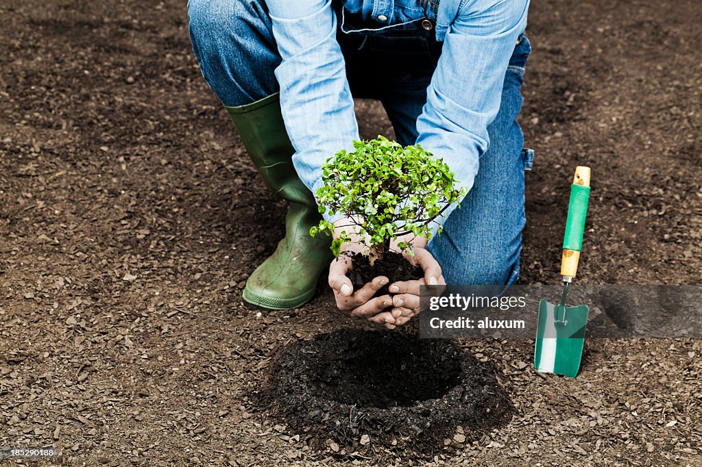 Planting tree