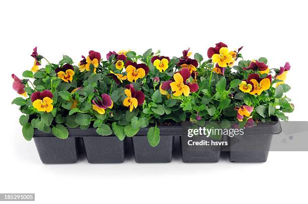 seedling of purple orange pansy viola flower in pot - plants white background stockfoto's en -beelden