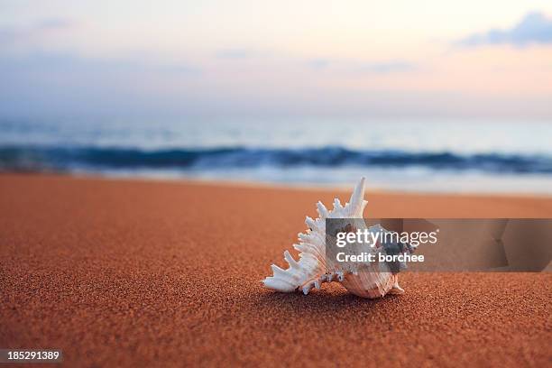 shell en la playa - concha fotografías e imágenes de stock