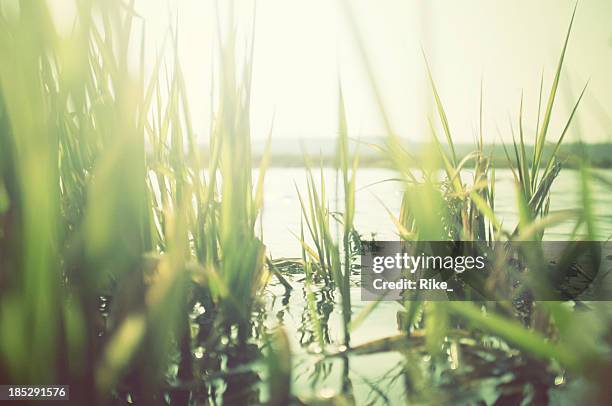 green reeds at the water with sun shining - riet grassenfamilie stockfoto's en -beelden