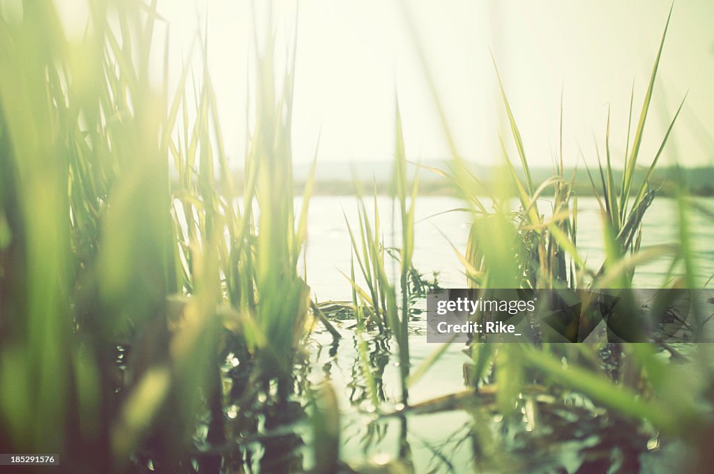 Green reeds at the water with sun shining