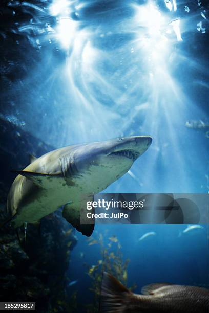 shark - animal fin stock pictures, royalty-free photos & images
