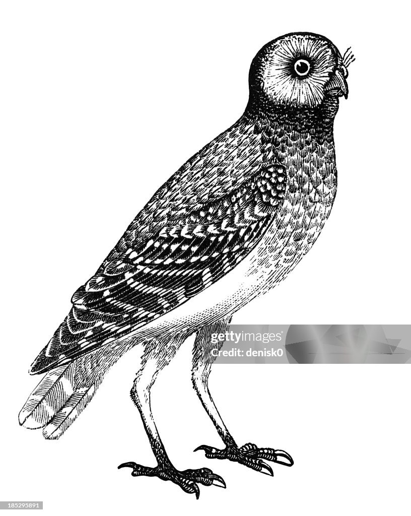 Burrowing Owl