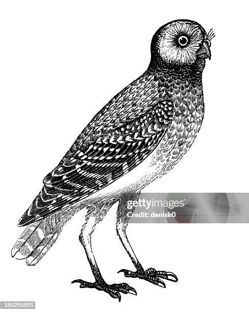 burrowing owl - burrowing owl stock illustrations