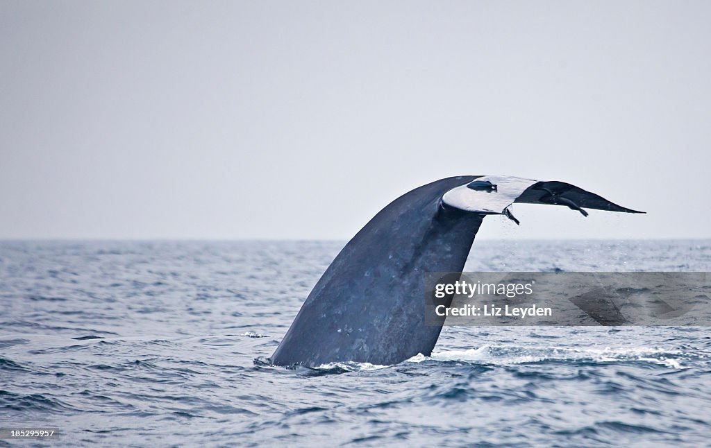 Blauwal fluke mit Remoras, Sri Lanka