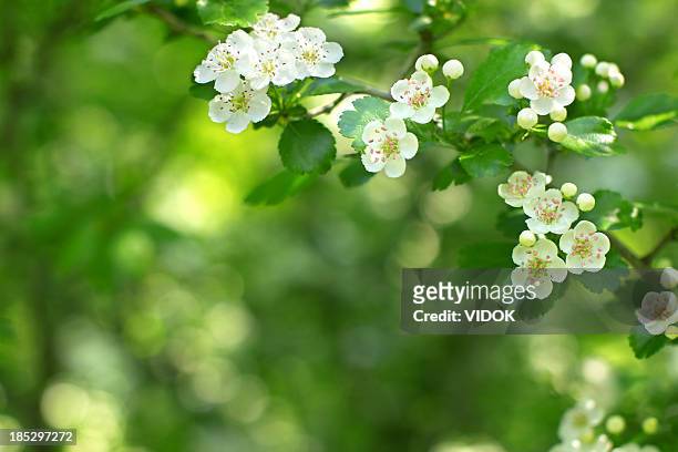 crataegus. - hawthorn,_victoria stock pictures, royalty-free photos & images