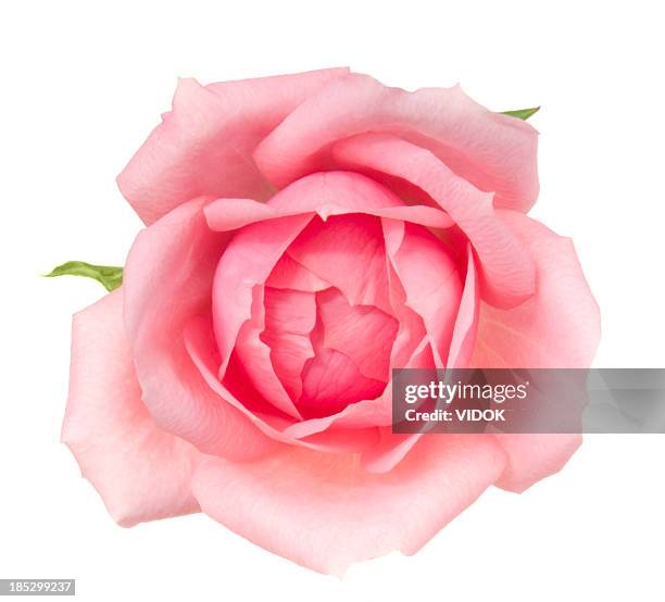 rose. - single rose stock pictures, royalty-free photos & images