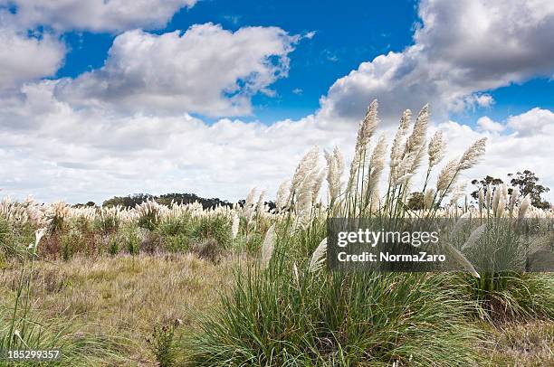 pampas 芝生 - pampa argentine ストックフォトと画像