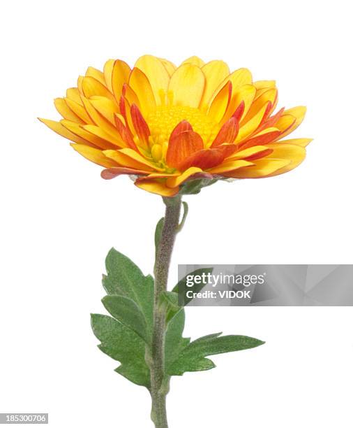 chrysanthemum. - chrysanthemum stock pictures, royalty-free photos & images